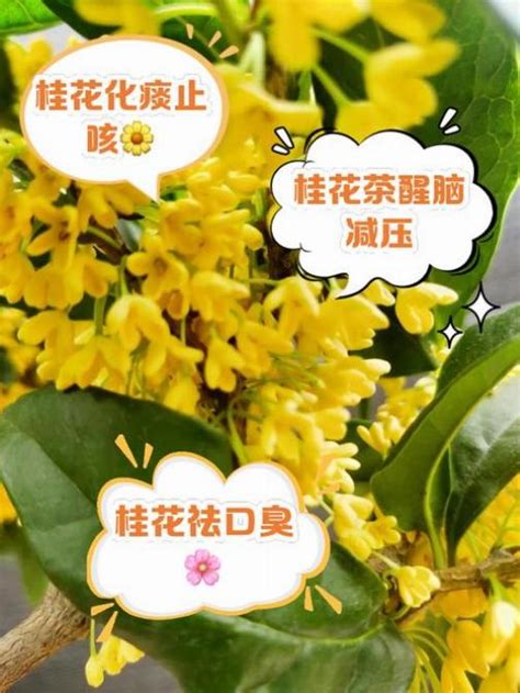 金桂飄香 意思|“金桂飘香”是什么意思？